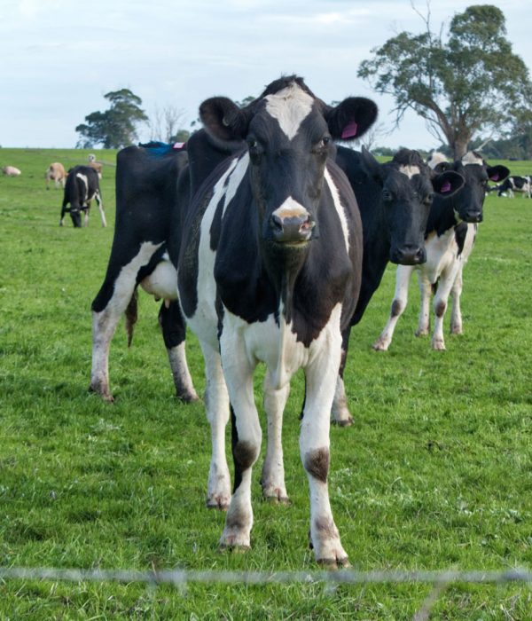 black-and-white-dairy-cow-in-australia_t20_YVr9zE